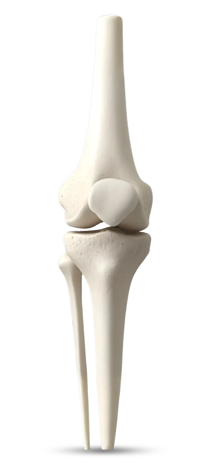 knee-bone